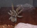 Common-name (species name) Subtaxa:name