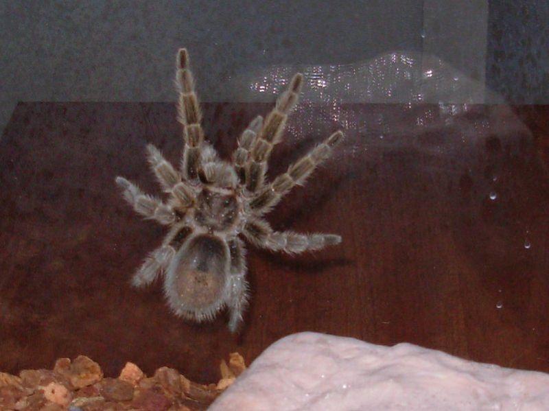 File:Tarantula 2.jpg