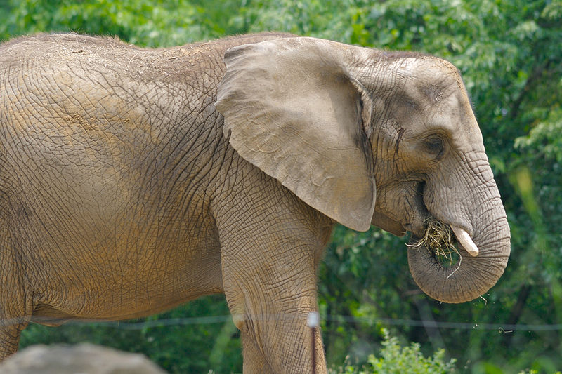 File:African bush elephant 4.jpg