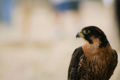 Aplomado Falcon (Falco Femoralis)