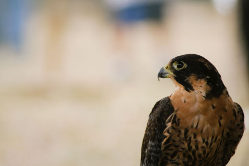 File:Aplomado Falcon.jpg