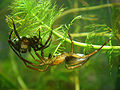 Water Spider (Argyroneta aquatica)