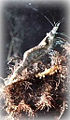 California freshwater shrimp (Syncaris pacifica) Superfamily: Atyoidea