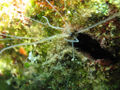Thumbnail for version as of 08:39, 4 January 2014