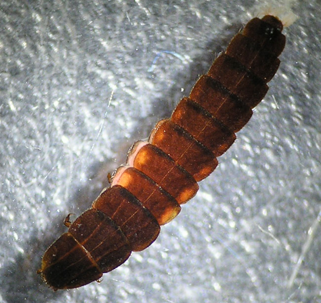 File:Firefly Larva.png
