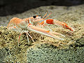 Norway lobster (N. norvegicus) Genus: Nephrops