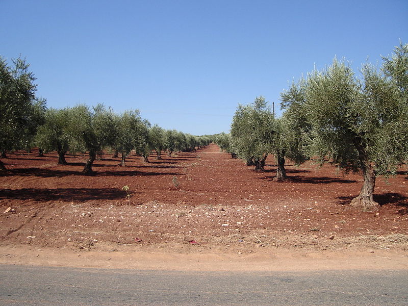 File:Olive farm.jpg