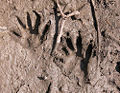 Raccoon Tracks
