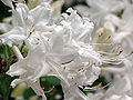 Thumbnail for version as of 03:39, 22 April 2011