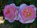 Multicolor rose