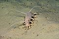 Sea pig (Scotoplanes globosa) Order: Elasipodida