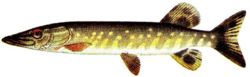 Top pike.jpg