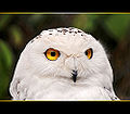 Snowy Owl headshot (B. scandiacus )