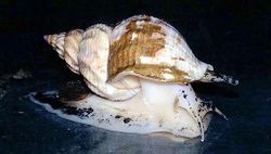 Whelk.jpg