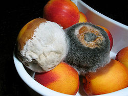 800px-Moldy nectarines.jpg