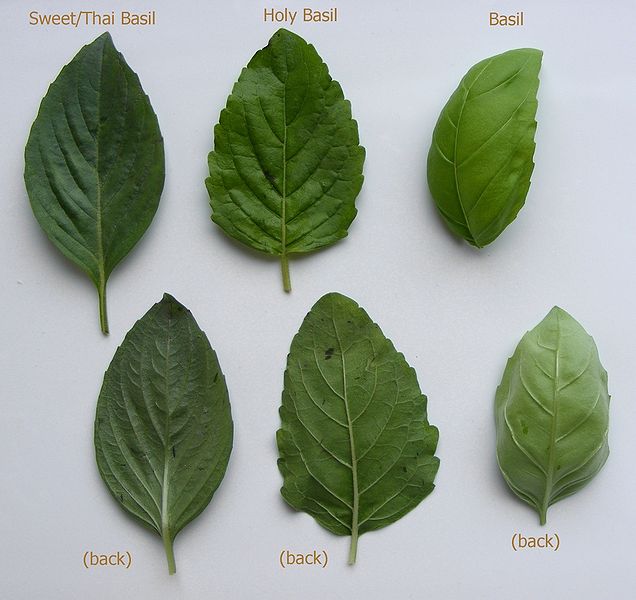 File:Basil 7.jpg