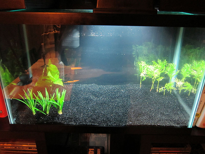 File:Fish tank.jpg