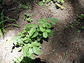 Thumbnail for version as of 08:19, 26 May 2009