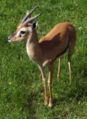Red-fronted Gazelle (Gazella rufifrons) Species: Gazella rufifrons