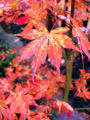 Japanese maple (Acer palmatum)