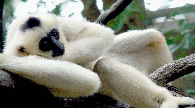 File:Resting gibbon.jpg