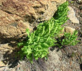 Maidenhair fern (Adiantum pedatum) Family: Pteridaceae
