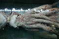Giant Squid (Architeuthis dux) Subtaxa:Architeuthis