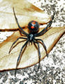 Thumbnail for version as of 01:38, 26 November 2007