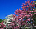 Flowering Dogwood (Cornus florida)