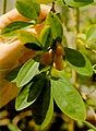 Coca Leaves. (Erythroxylon coca)