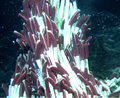 Thumbnail for version as of 10:05, 26 November 2018