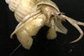 Hermit Crab (species name) Subtaxa: