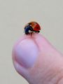 Ladybug (C. septempunctata) Class: Insecta