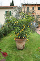 Lemon (Citrus limon)