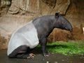 Malayan tapir (T. indicus)