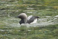 Pacific loon.jpg