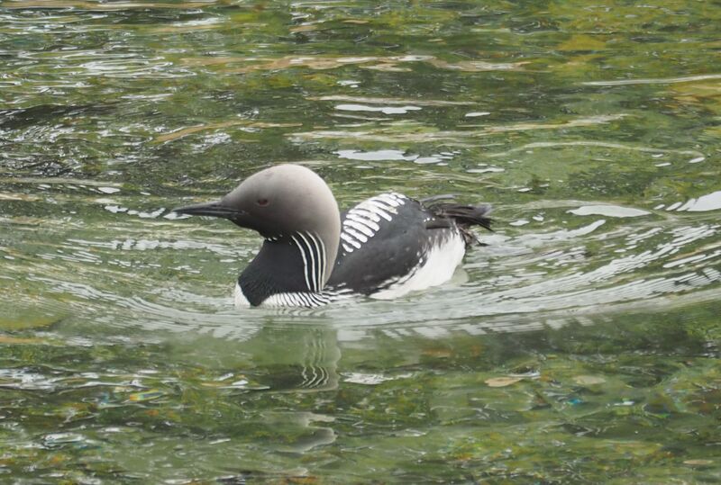 File:Pacific loon.jpg