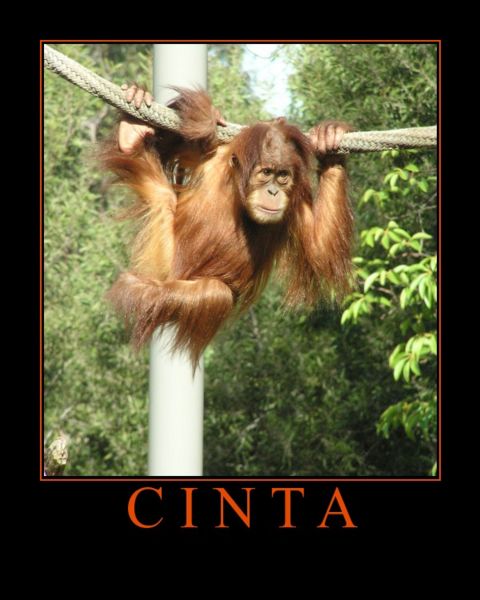 File:Pongo Abelii.jpg