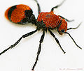 Velvet Ant (female) (Mutillidae)