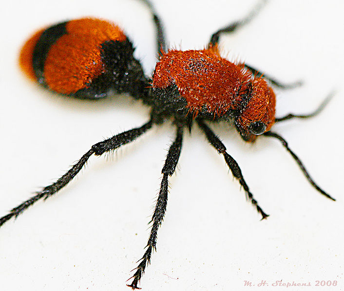 File:Red Velvet Ant.jpg