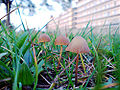 Thumbnail for version as of 05:11, 4 March 2009