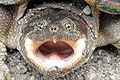 Thumbnail for version as of 00:17, 11 February 2013