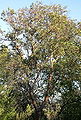 Pacific Madrone (Arbutus menzisii) Order: Ericales