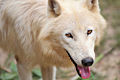 Arctic Wolf (Canis lupus arctos)