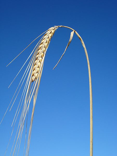 File:Barly-single-stock.jpg