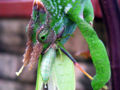 Chameleon eating grasshopper