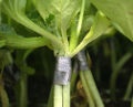 Thumbnail for version as of 07:17, 25 January 2007