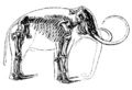 jeffersonian mammoth (Mammuthus jeffersonii)