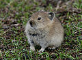 Black-lipped pika (Ochotona curzoniae)