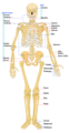 Diagram of skeletal system